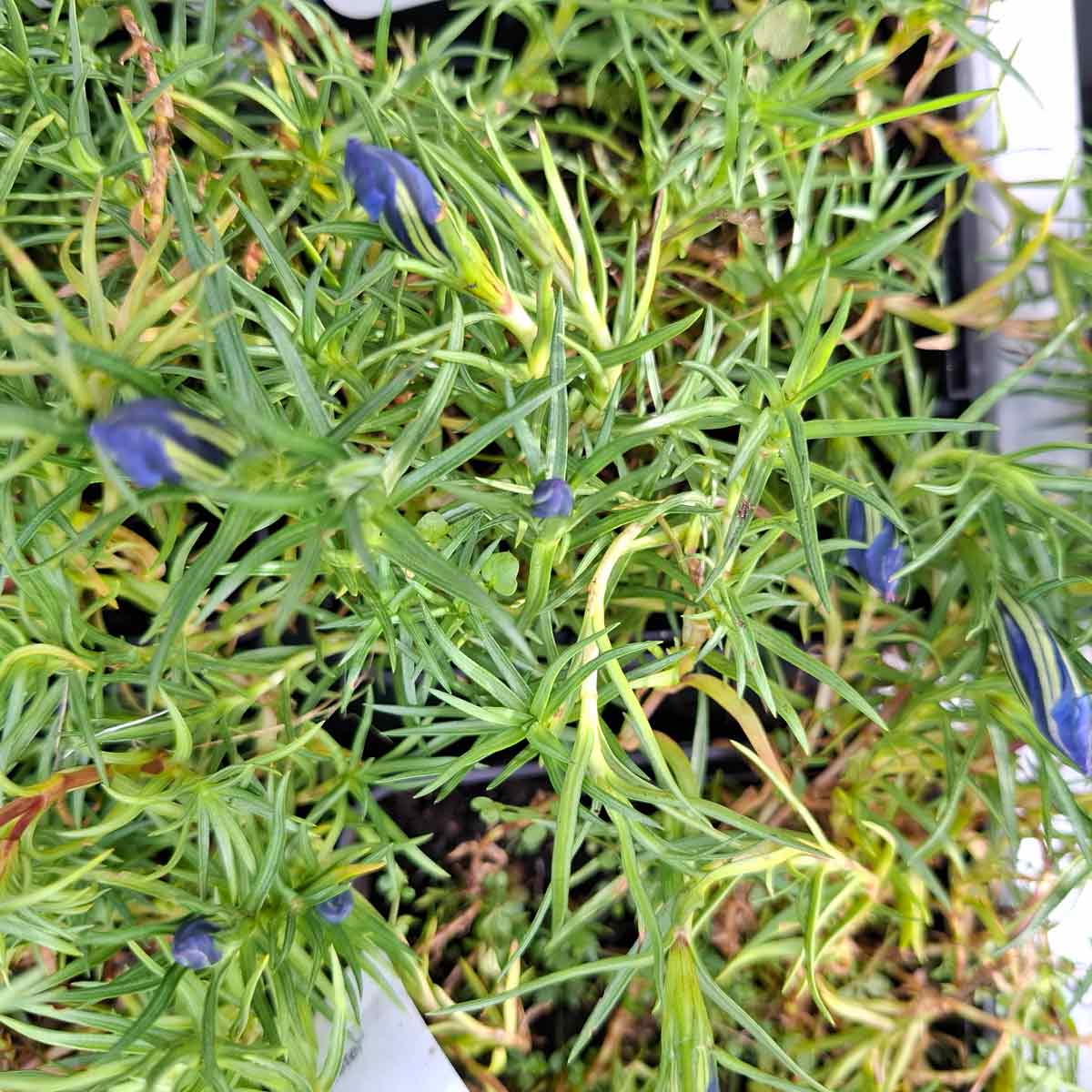 GENTIANA sinoor. Eugens Allerbester  10 cm Potte