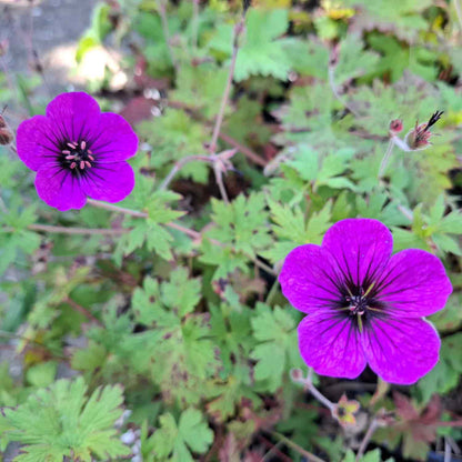 Geranium 'Anne Thomson' 2L
