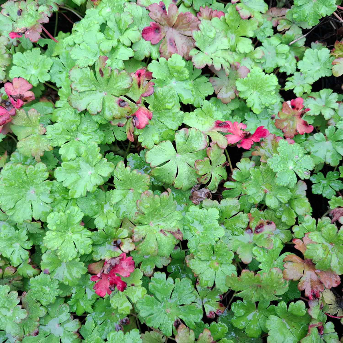 Geranium cant. 'Karmina' P9