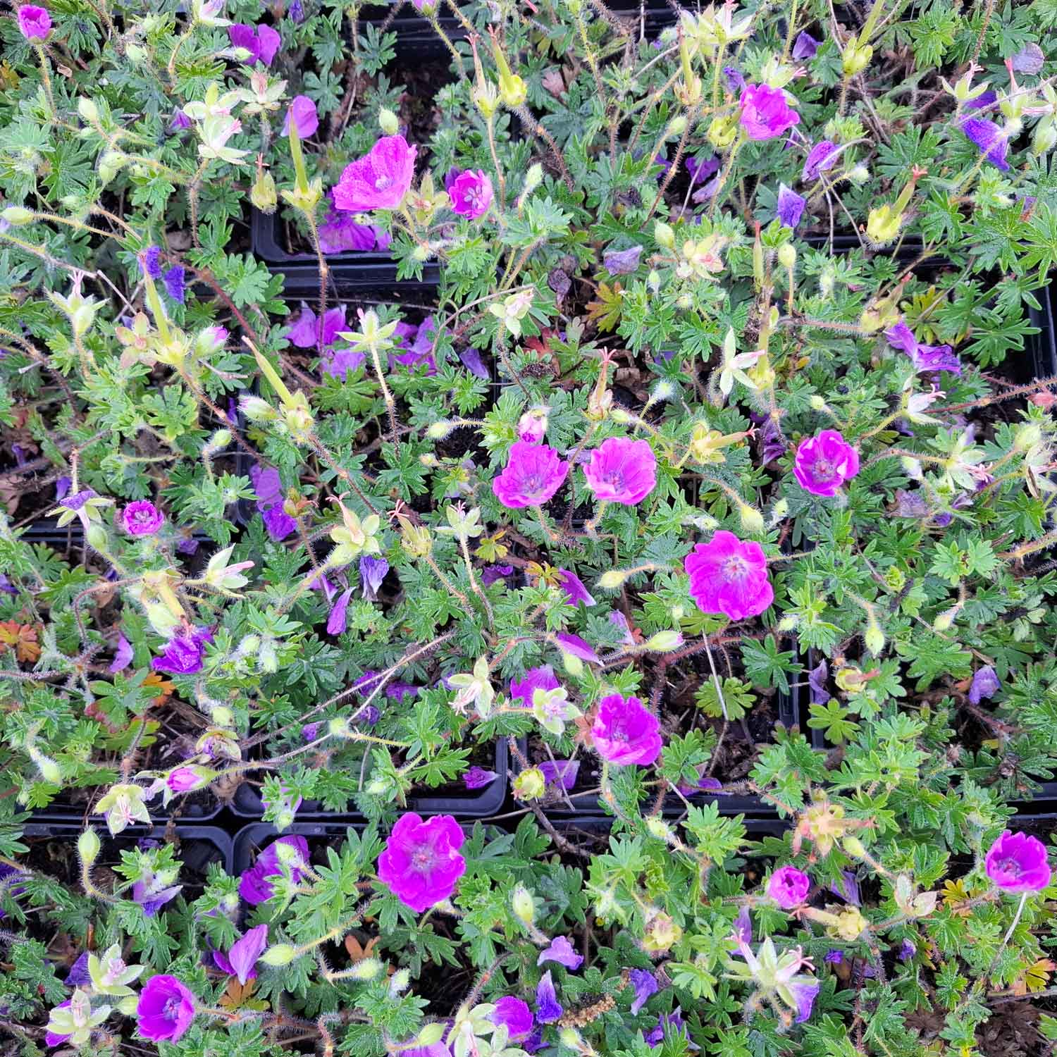 Geranium sång. 'Max Frei' P9