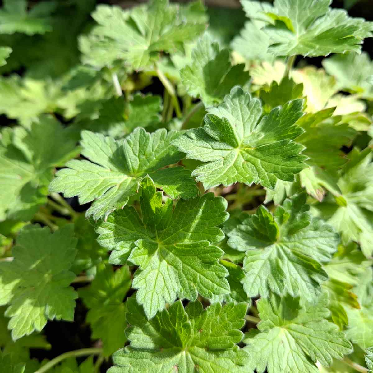 Geranium x cult. 'Dreamland' C17