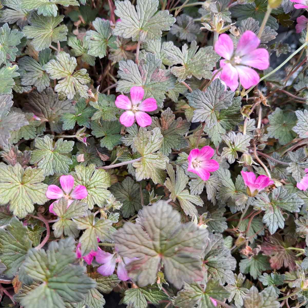 Geranium se. nig. 'Orkny Cherry' C17