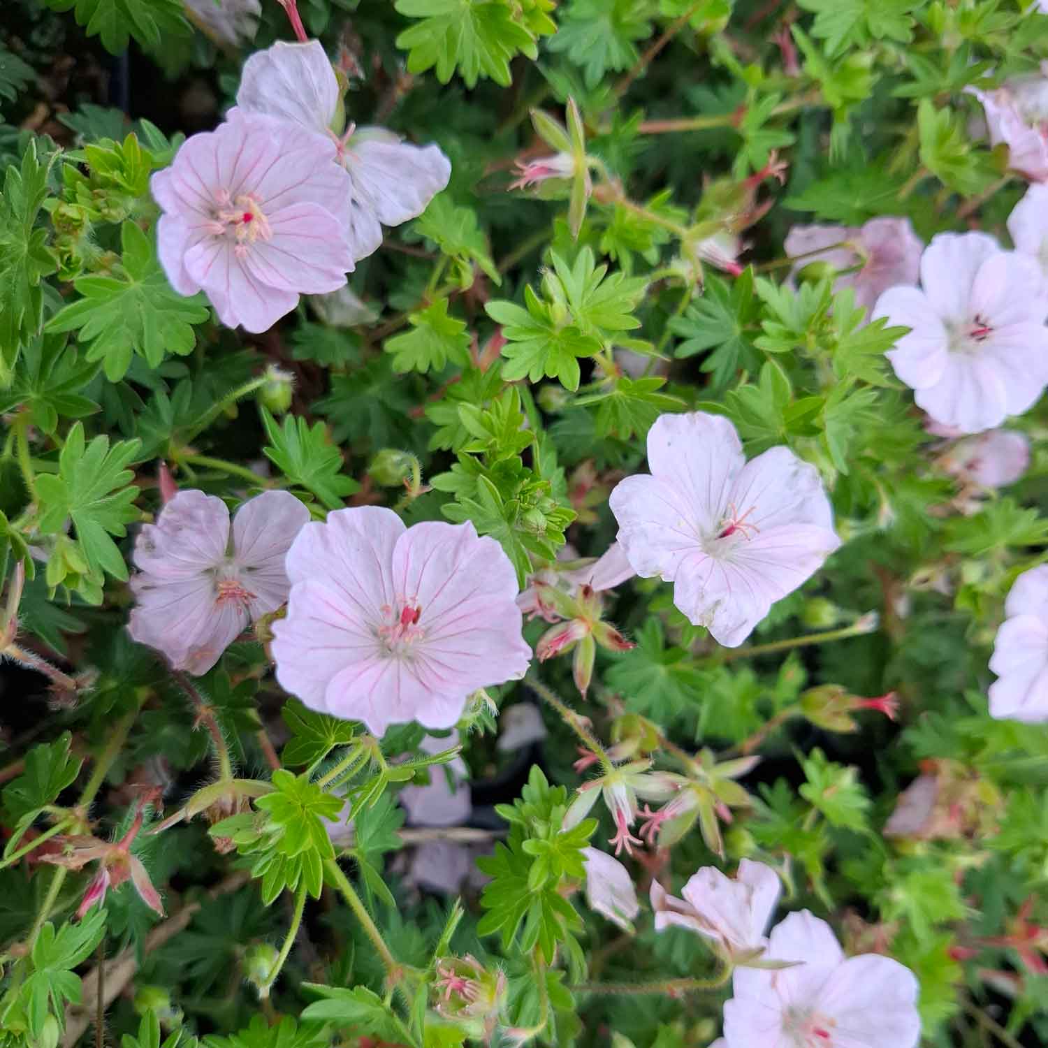 Geranium song. 'Appleblute' P9