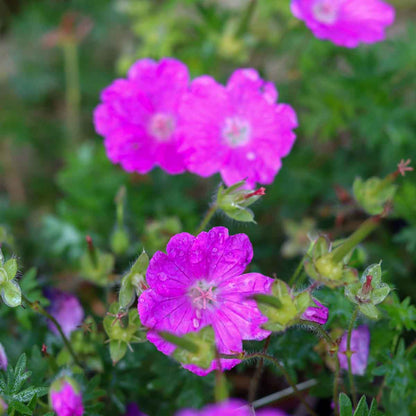 Geranium sång. 'Max Frei' P9