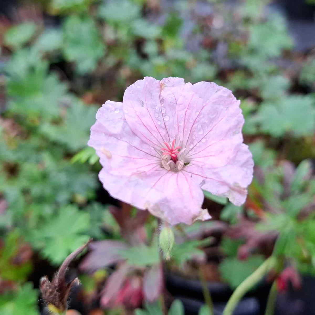 Geranium sanguineum striatum 2L