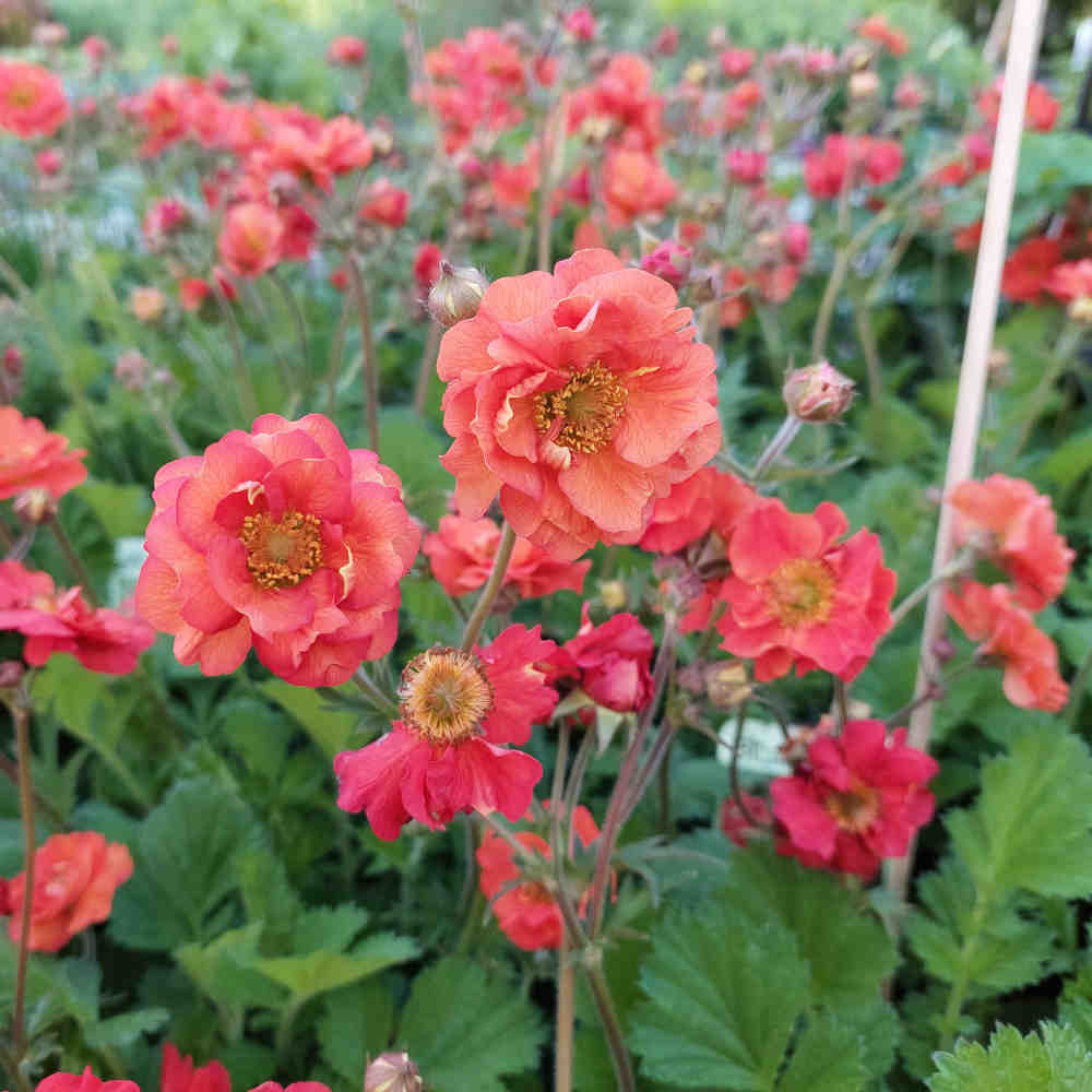 Geum Fiery Tempest 2L