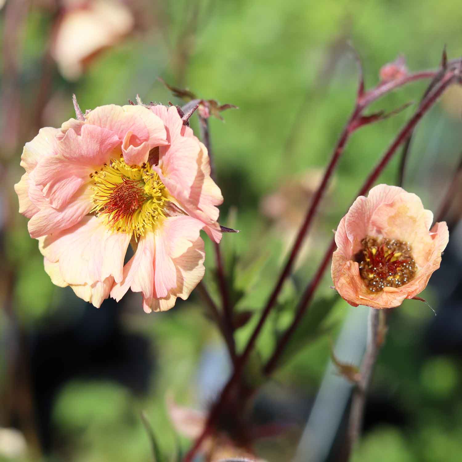 Geum rivale 'Mai Tai' 2L