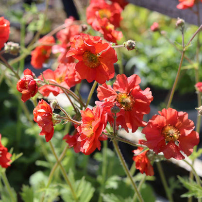 Geum Scarlet Tempest 2L
