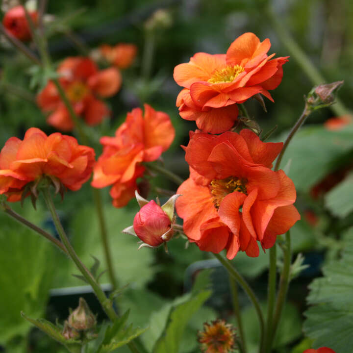 Geum Scarlet Tempest 2L