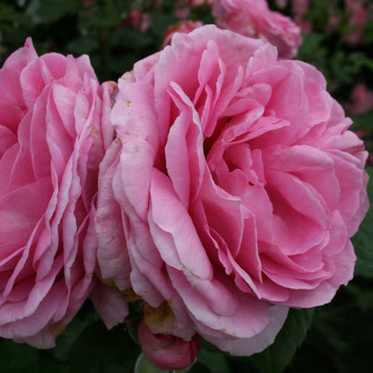 Rose 'Ghita Renaissance'