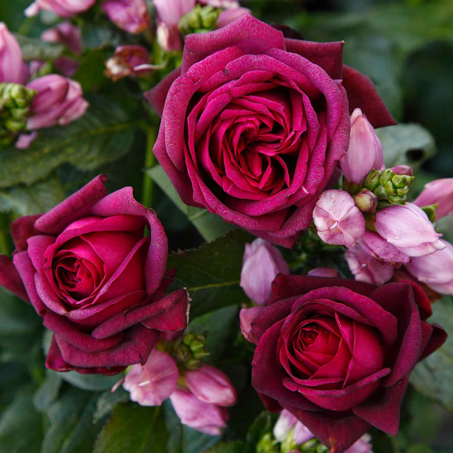 Rose Gräfin Diana
