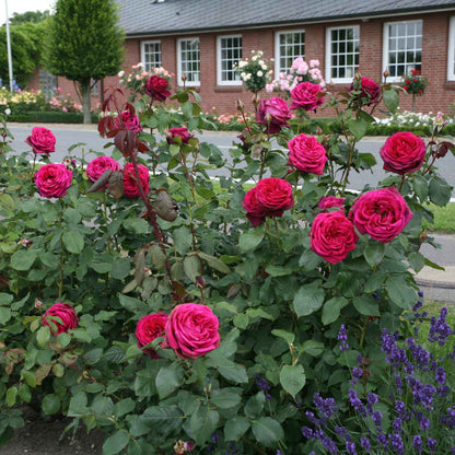 Rose Gräfin Diana
