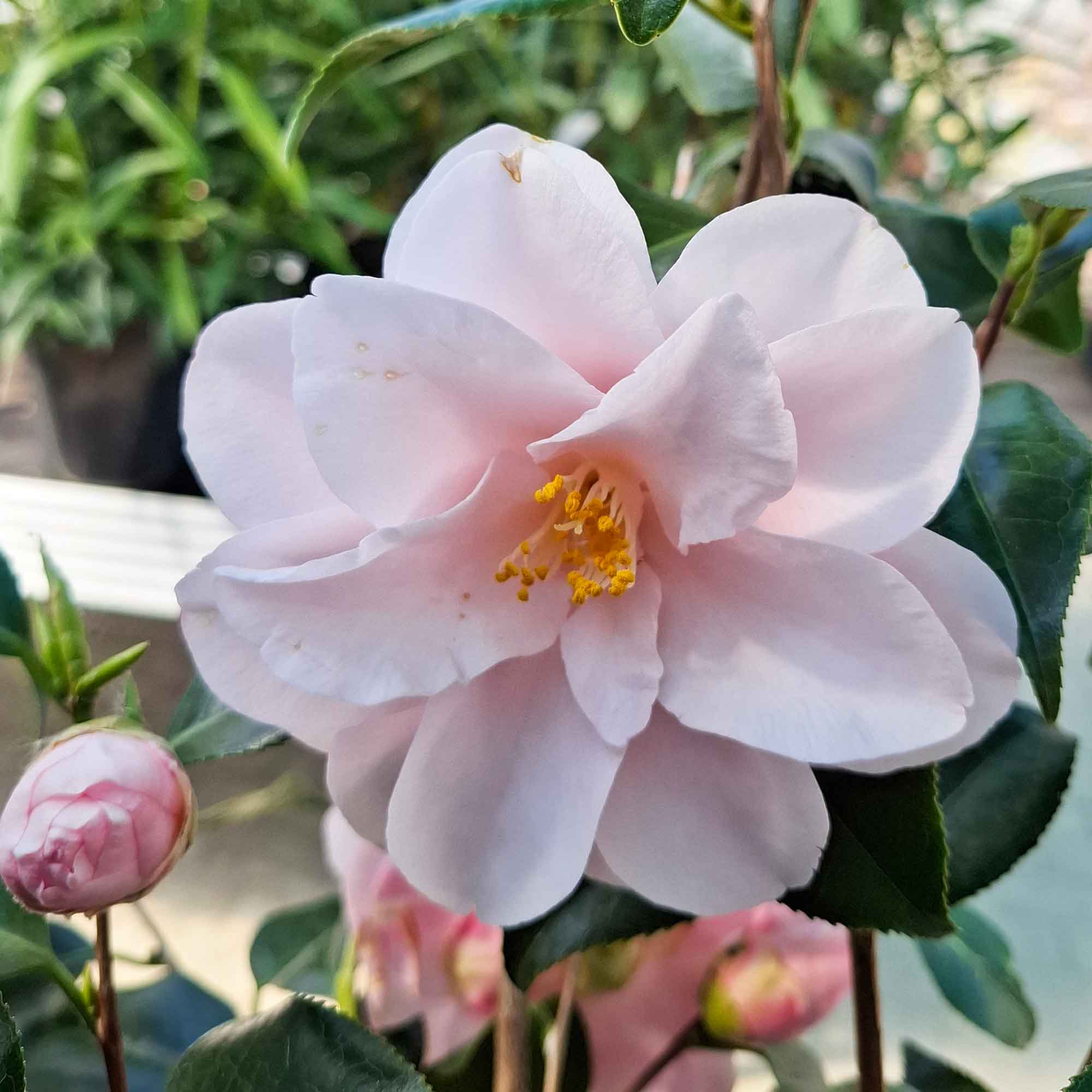 Camellia japonica 'Hagoromo' 80-100 C10