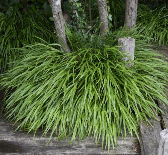 Hakonechloa macra P9