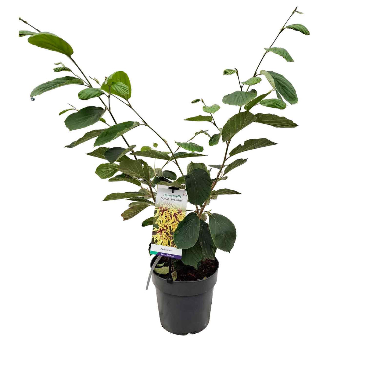 Hamamelis int. 'Arnold Promise' 50-60 C7