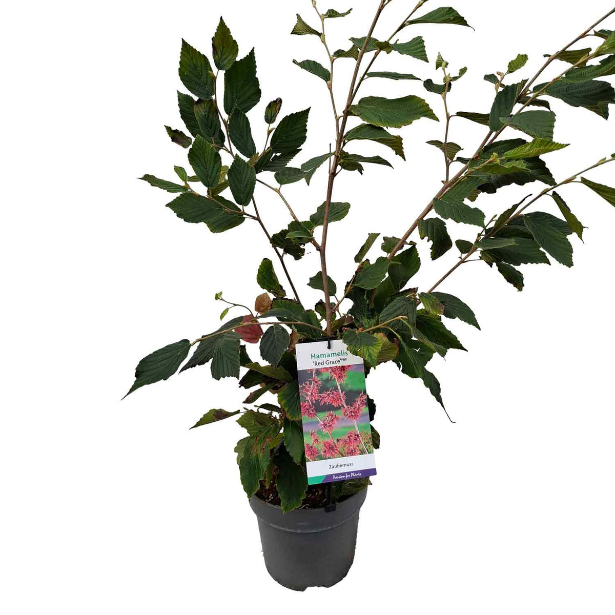 Hamamelis int. 'Red Grace' PBR 60-80 C5