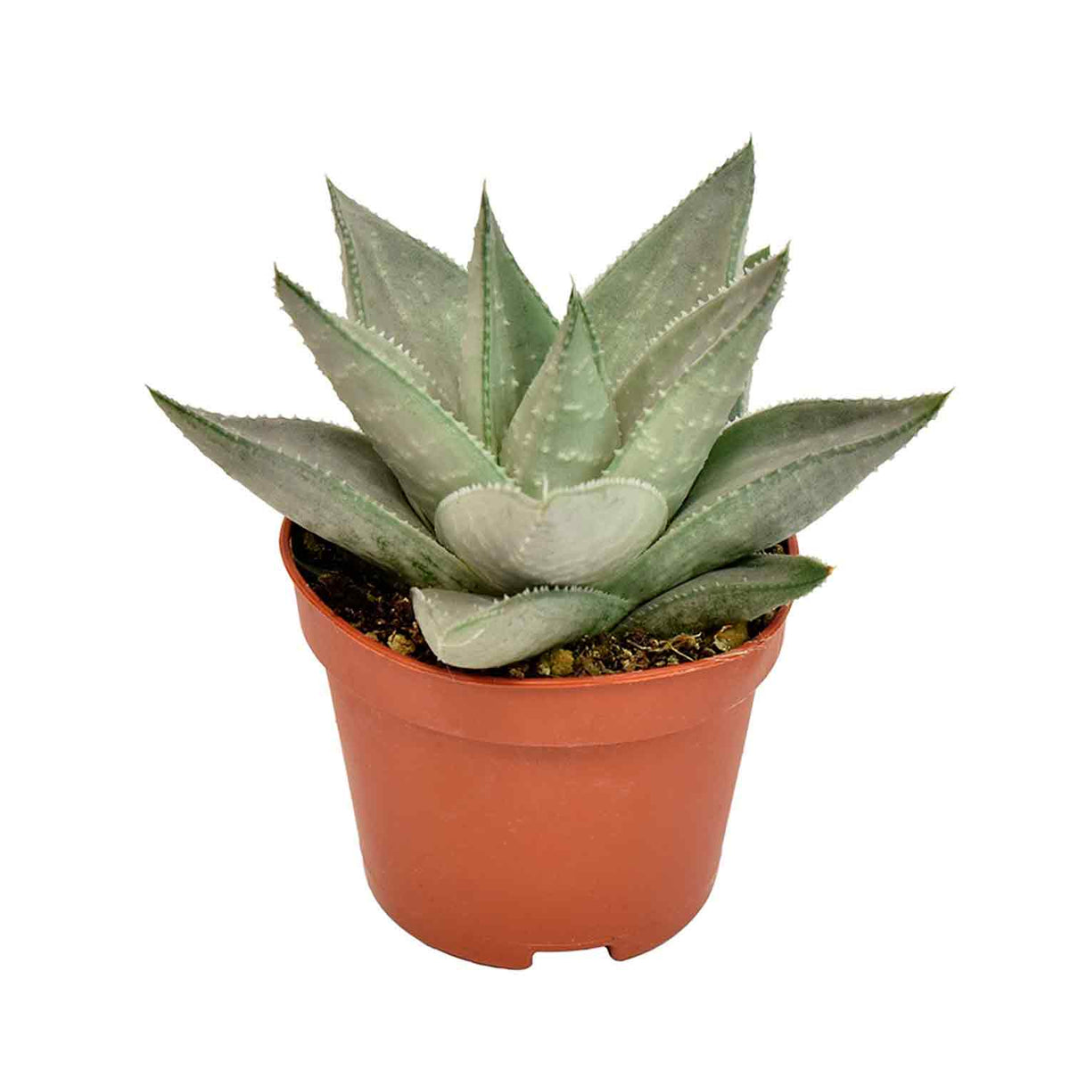 Haworthia Safari Savanna 6cm