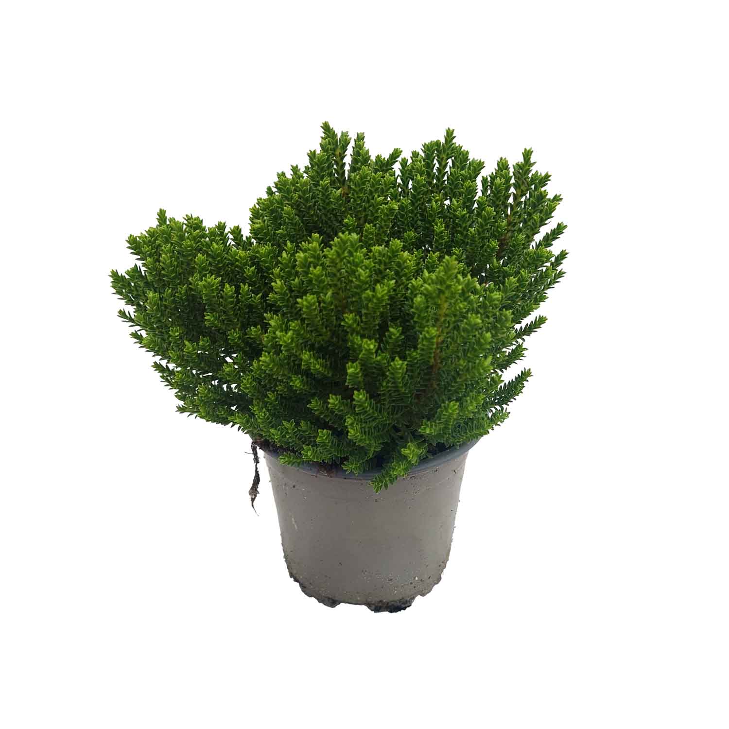 Hebe 'Green Globe' 10,5cm