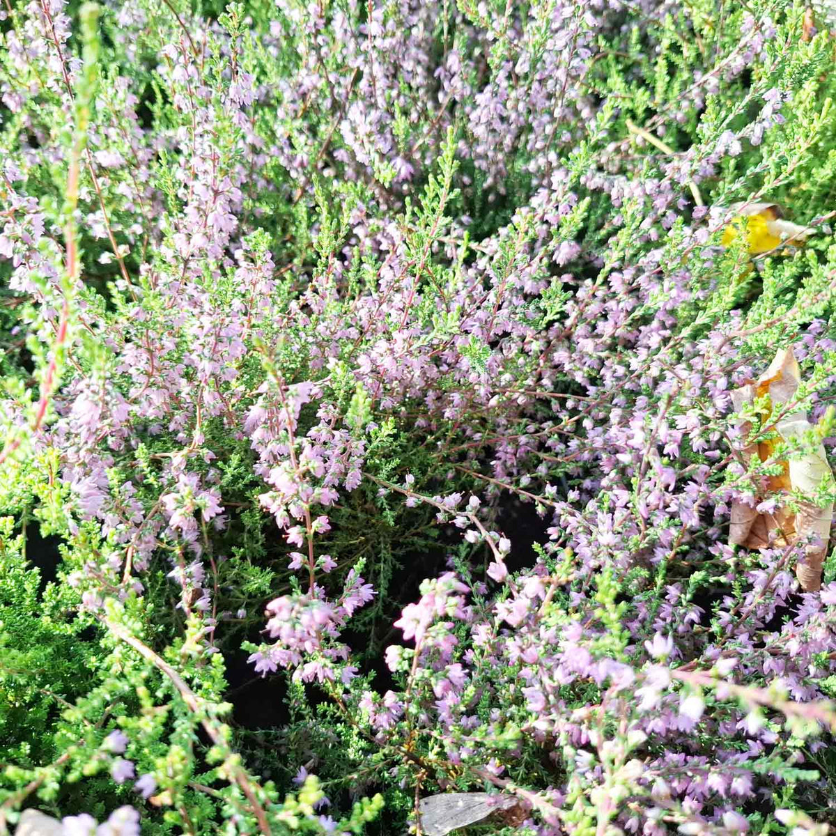 Hedelyng - Calluna vulgaris 10,5cm