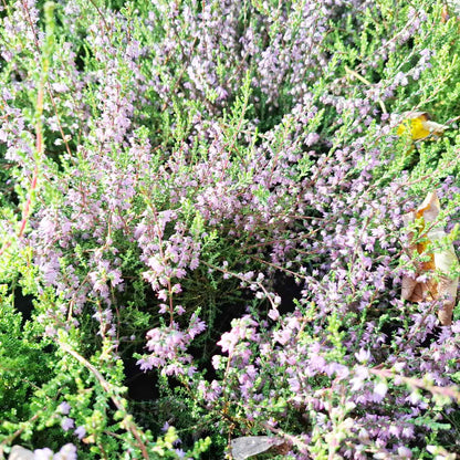 Hedelyng - Calluna vulgaris 10,5cm