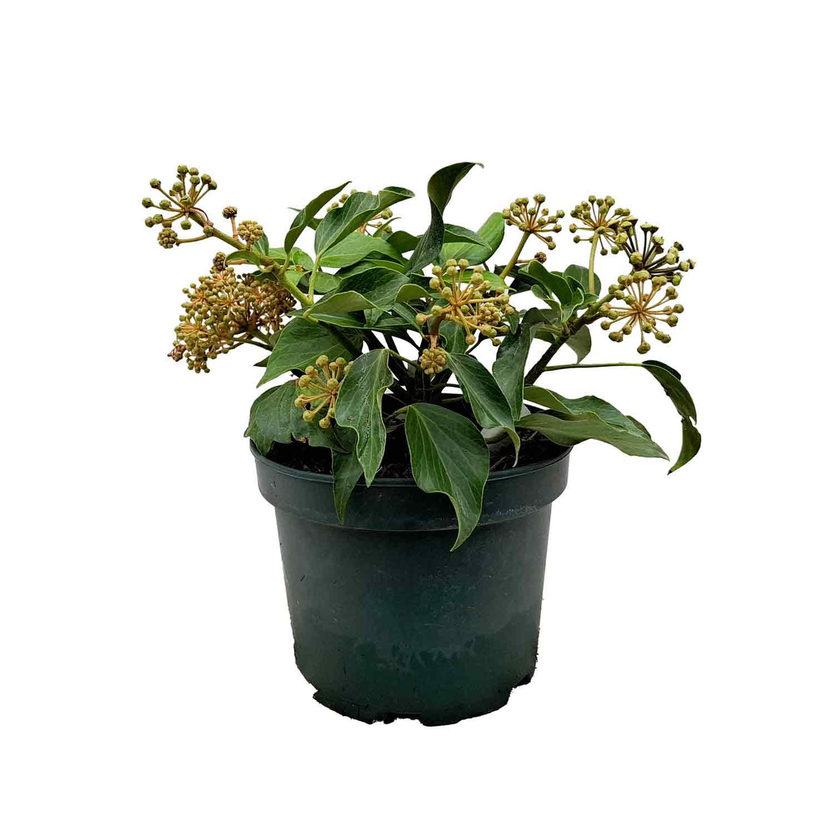 Hedera col.'Arborescens'(Fall.Favorite) 25/30 C3