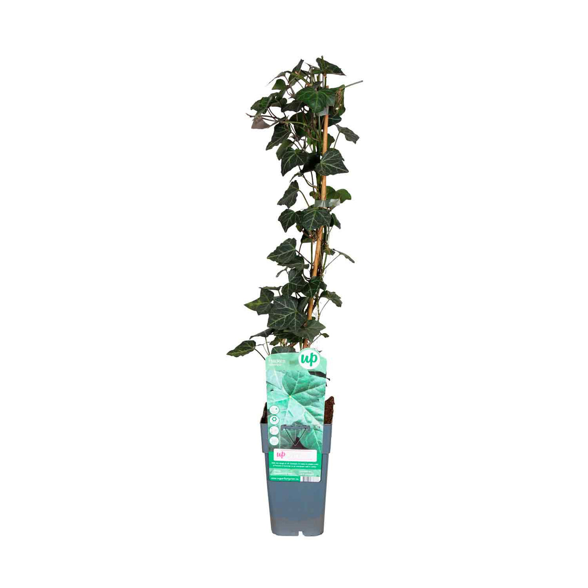 Hedera hibernica 15cm