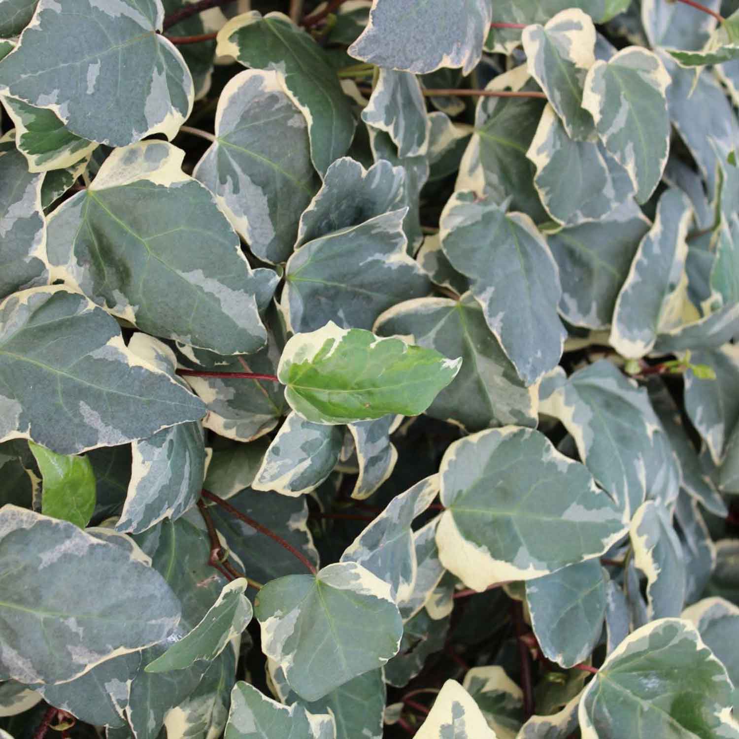 Hedera algeriensis 'Gloire de Marengo' C2 60-100
