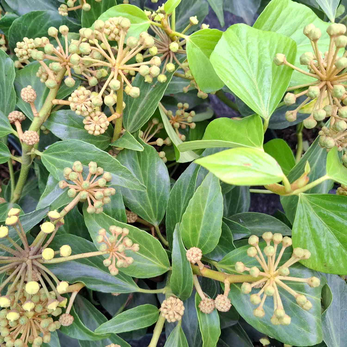 Hedera col.'Arborescens'(Fall.Favorite) 25/30 C3