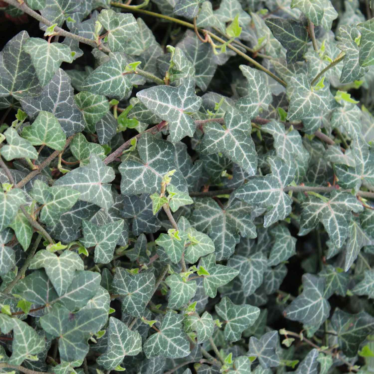 Hedera helix C2 60-100