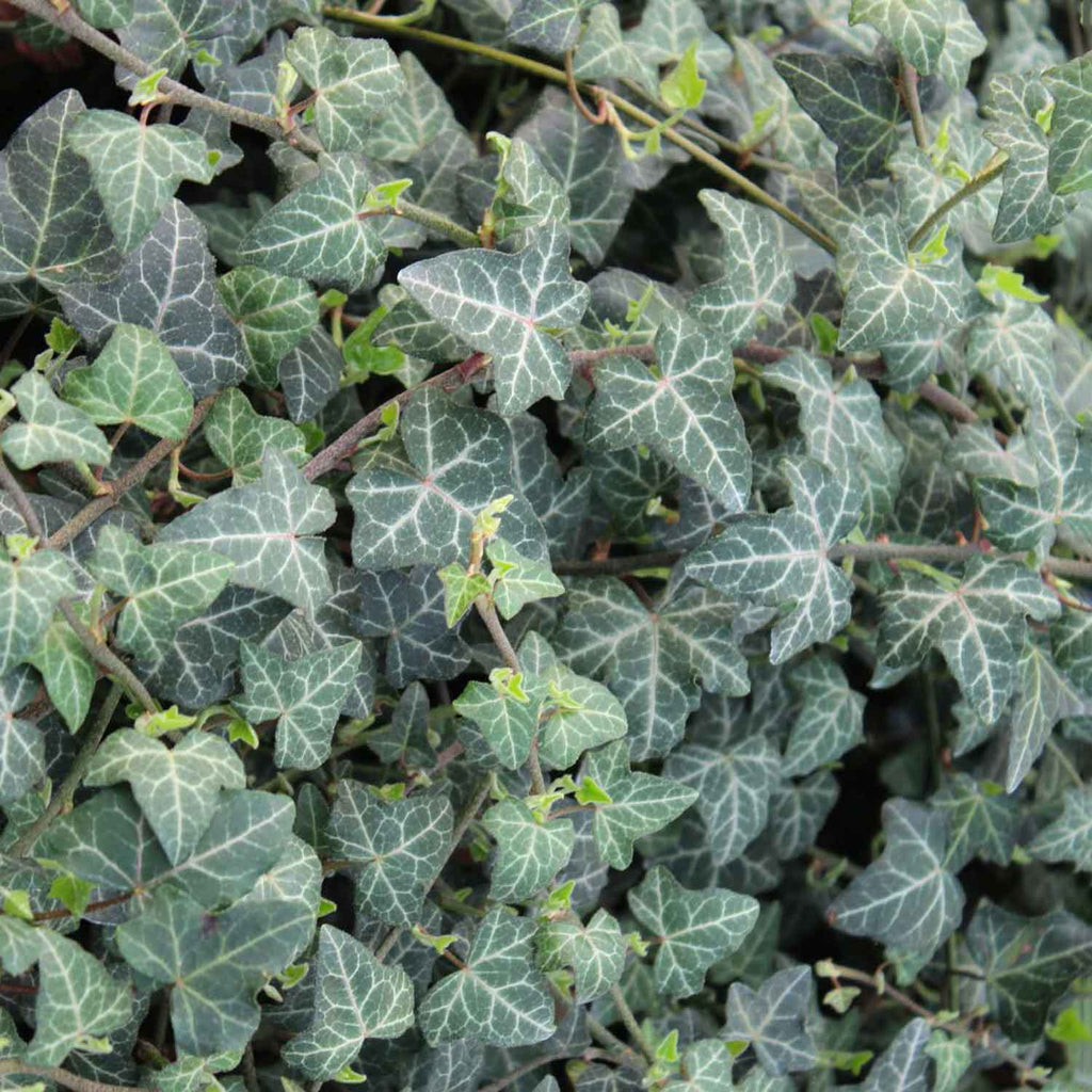 Ivy & Ivy | More variants | Buy online with fast delivery