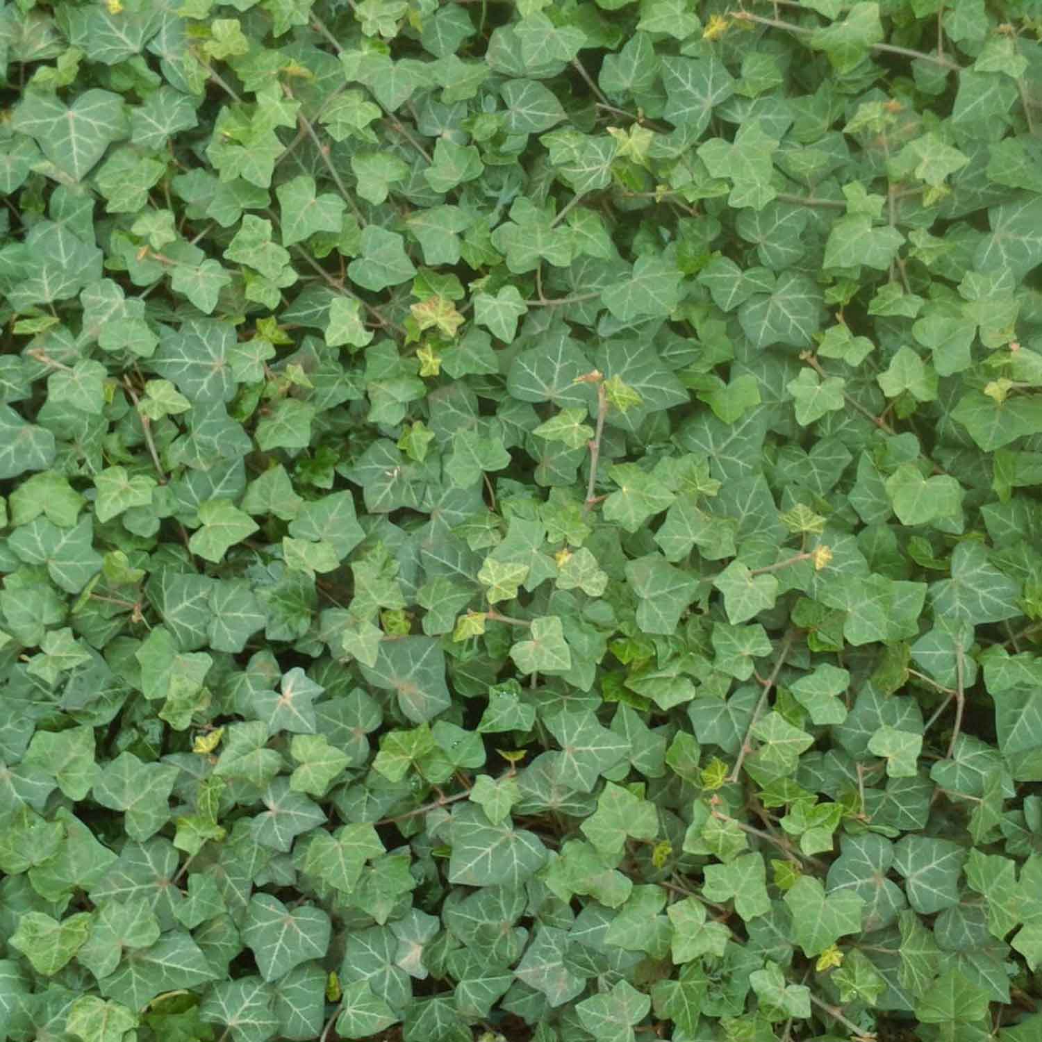 Hedera helix hibernica C2,3 60- 100