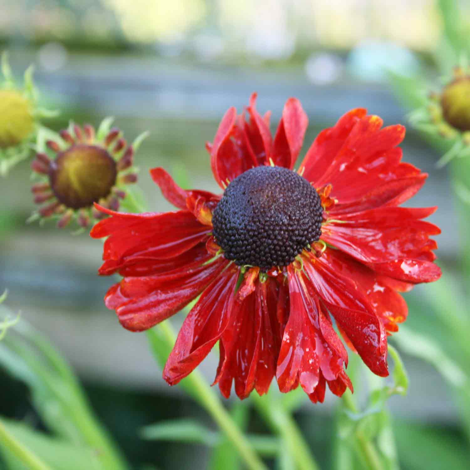 Helenium 'Moerheim Beauty' P9