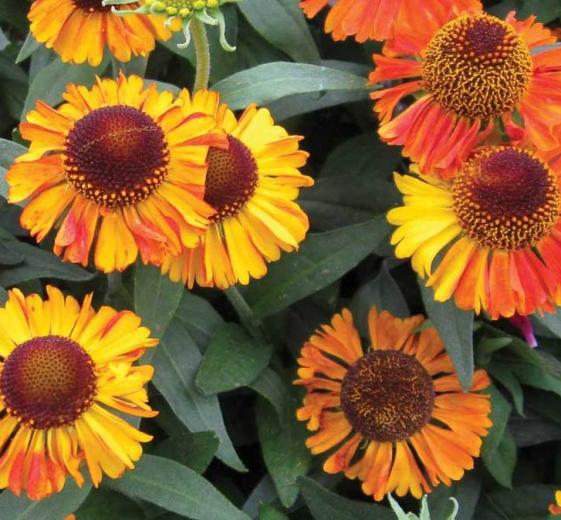 Helenium hybrid 'Short'n Sassy'(R) 1L