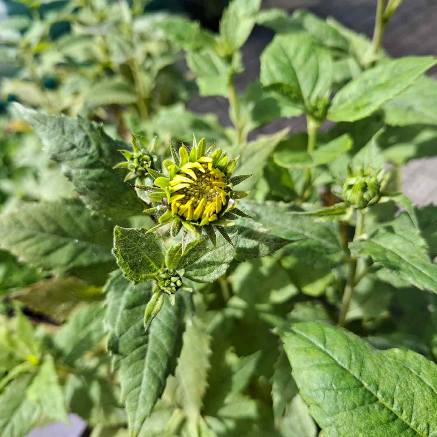 Helianthus dec. 'Capenoch Star' P9