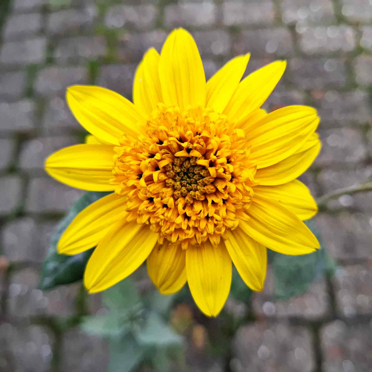 Helianthus dec. 'Capenoch Star' P9