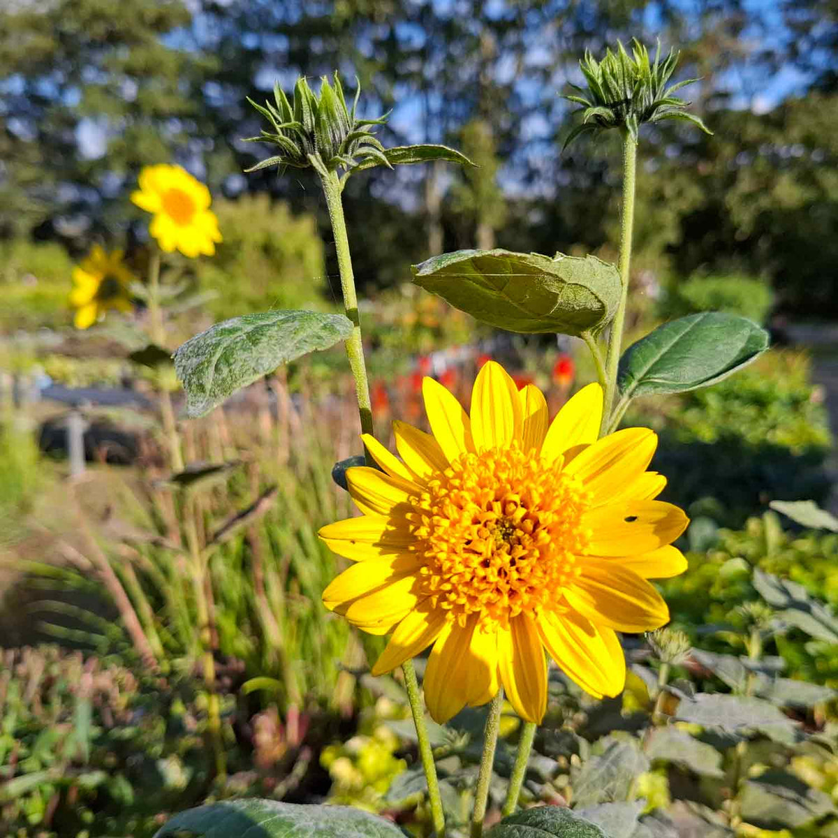 Helianthus dec. 'Capenoch Star' P9