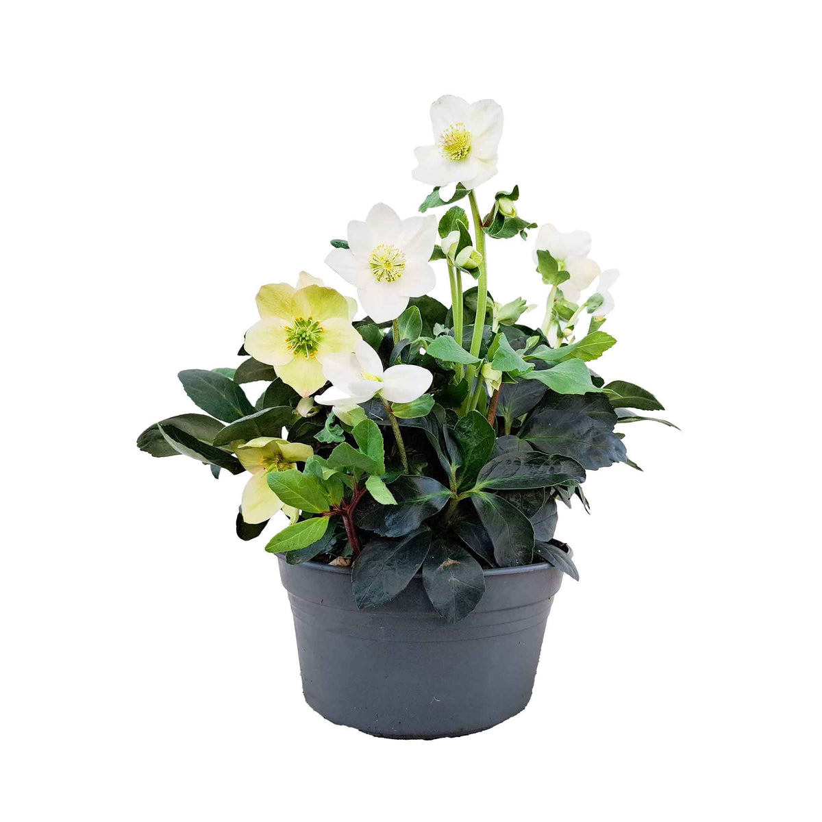 Helleborus niger 'Christmas Carol' 19cm