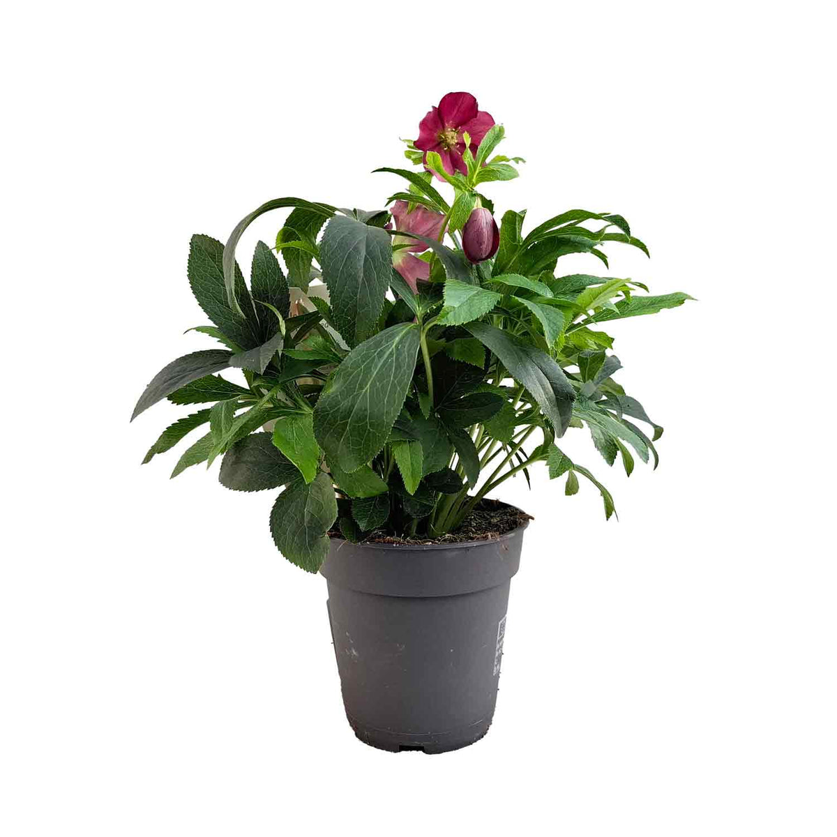 Helleborus orientalis 15cm