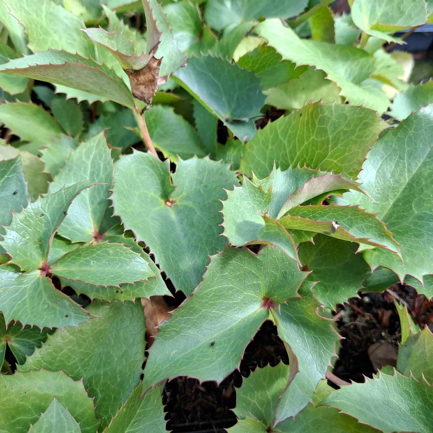 Helleborus argutifolius P9