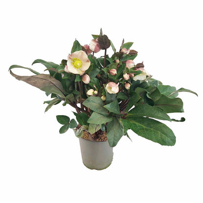 Helleborus Hybrid Gold Collect creme hvid 15cm