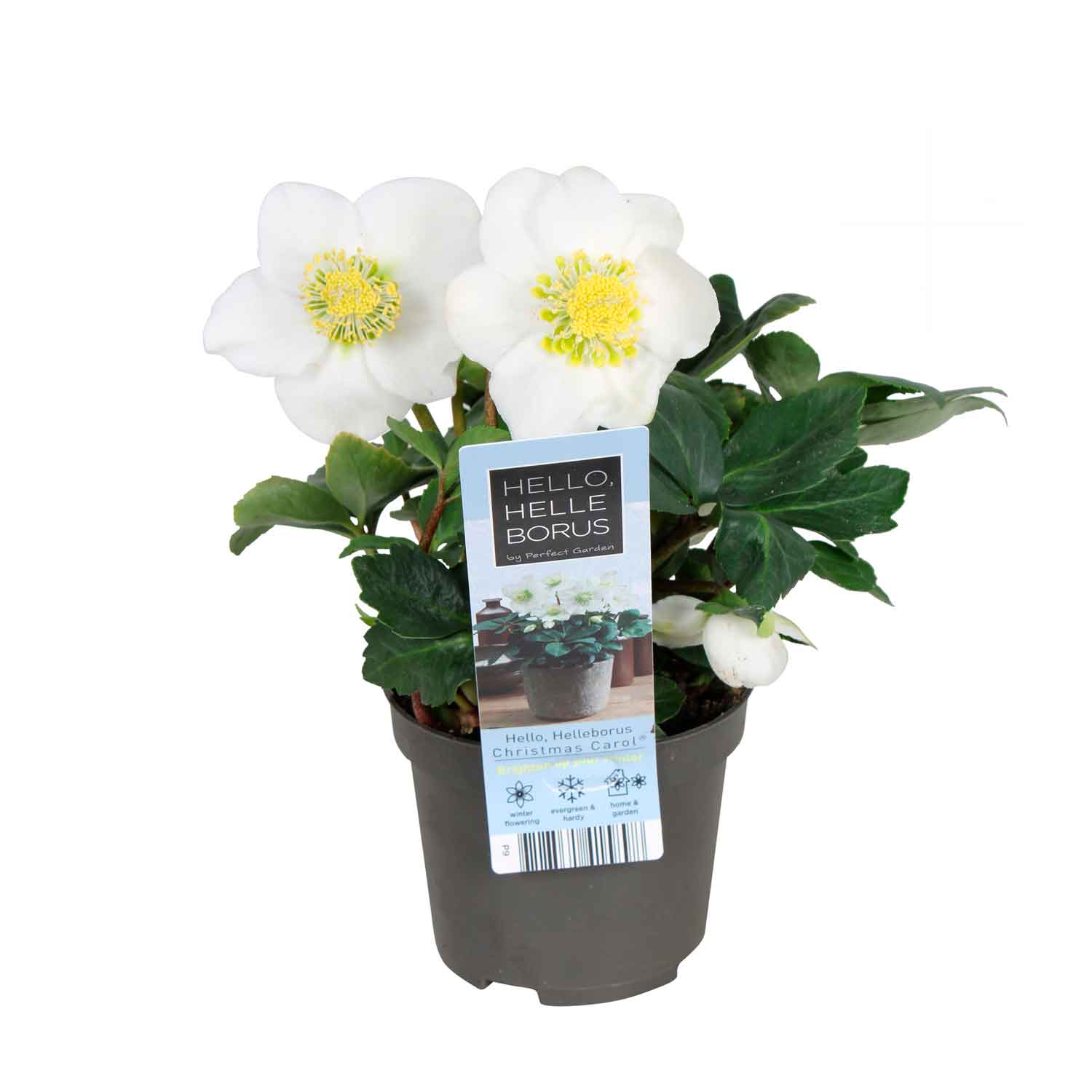 Helleborus nig. 'Christmas Carol' 9cm