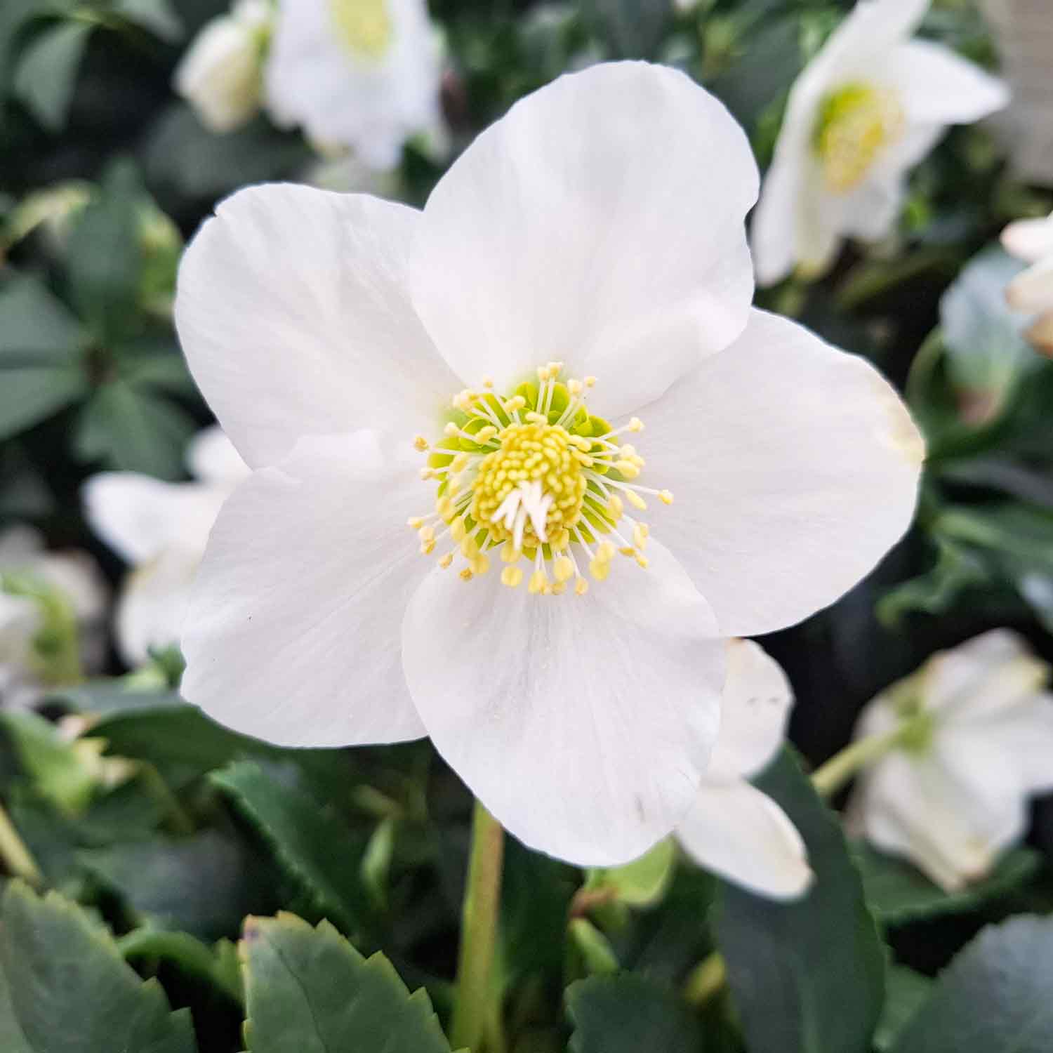 Helleborus niger Natural  hvid 15cm