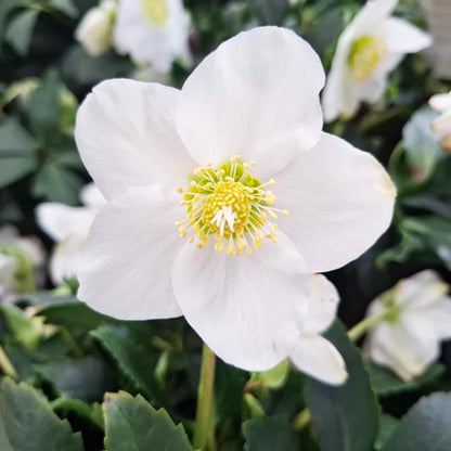 Helleborus niger Natural  hvid 15cm