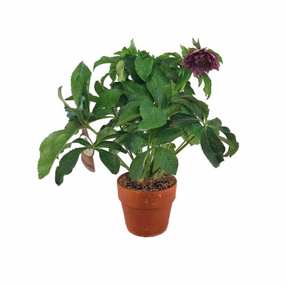 Helleborus orientalis Natural rosa 15cm