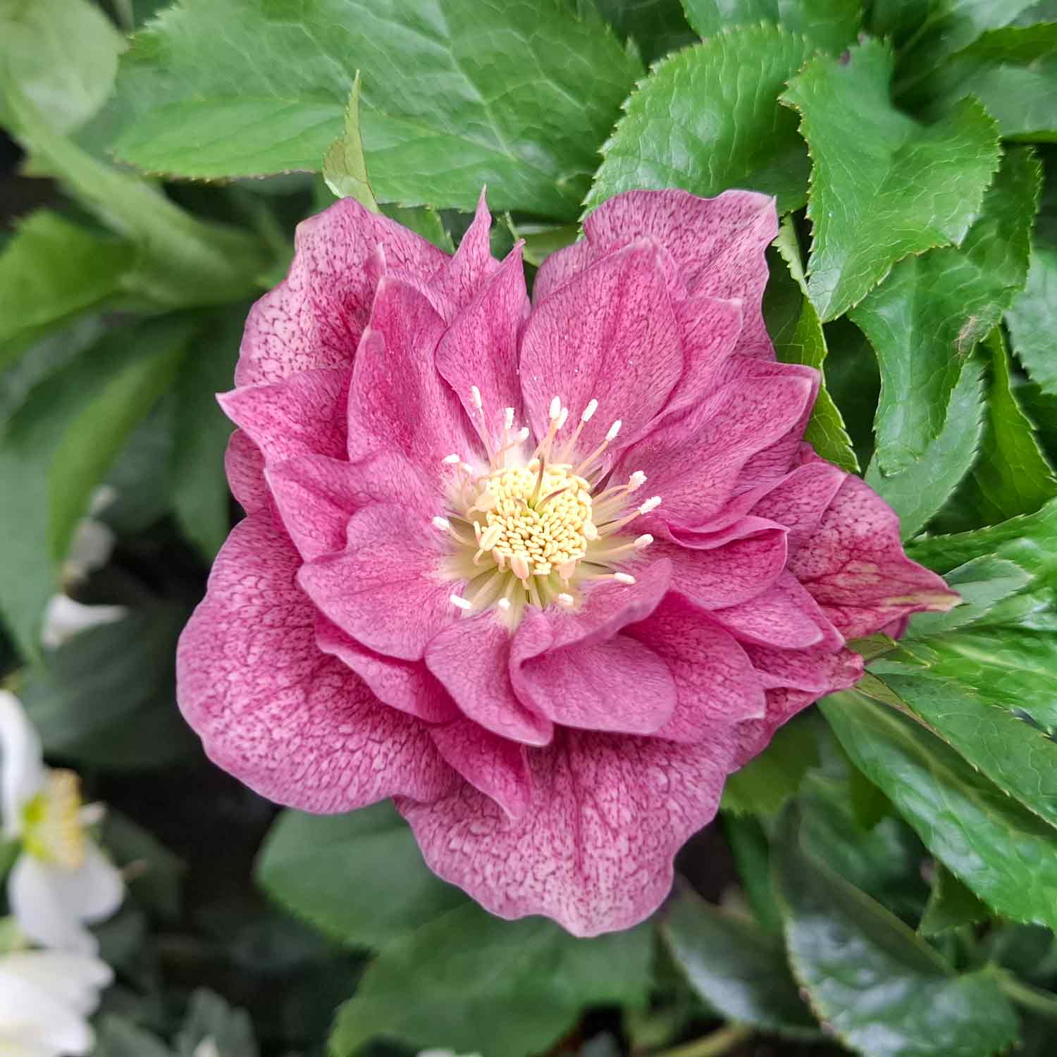 Helleborus orientalis Natural rosa 15cm