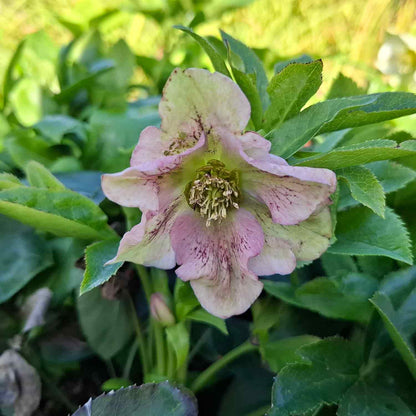 Helleborus o. 'Pr. Ellen Spotted' P9