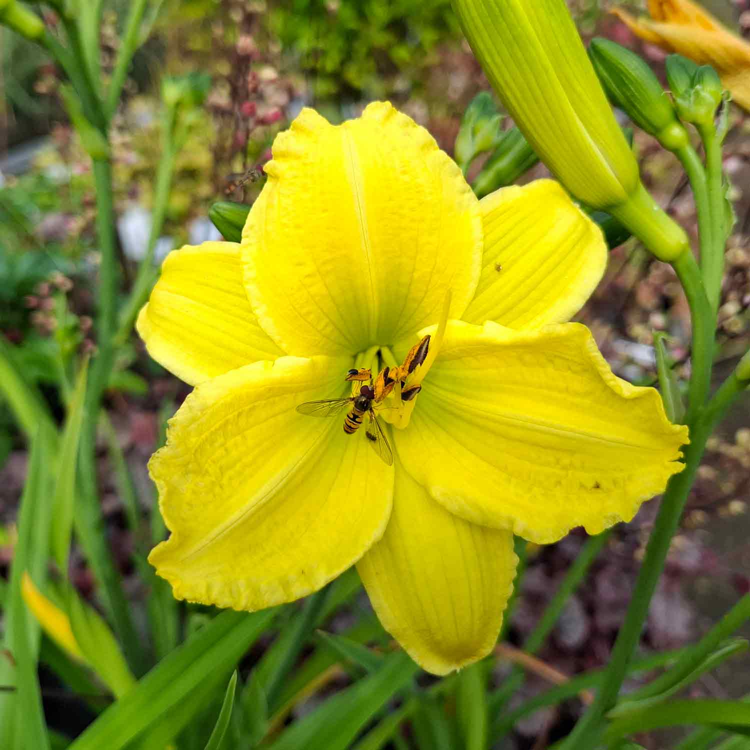 Hemerocallis hyb. 'Green Flutter' 2 L