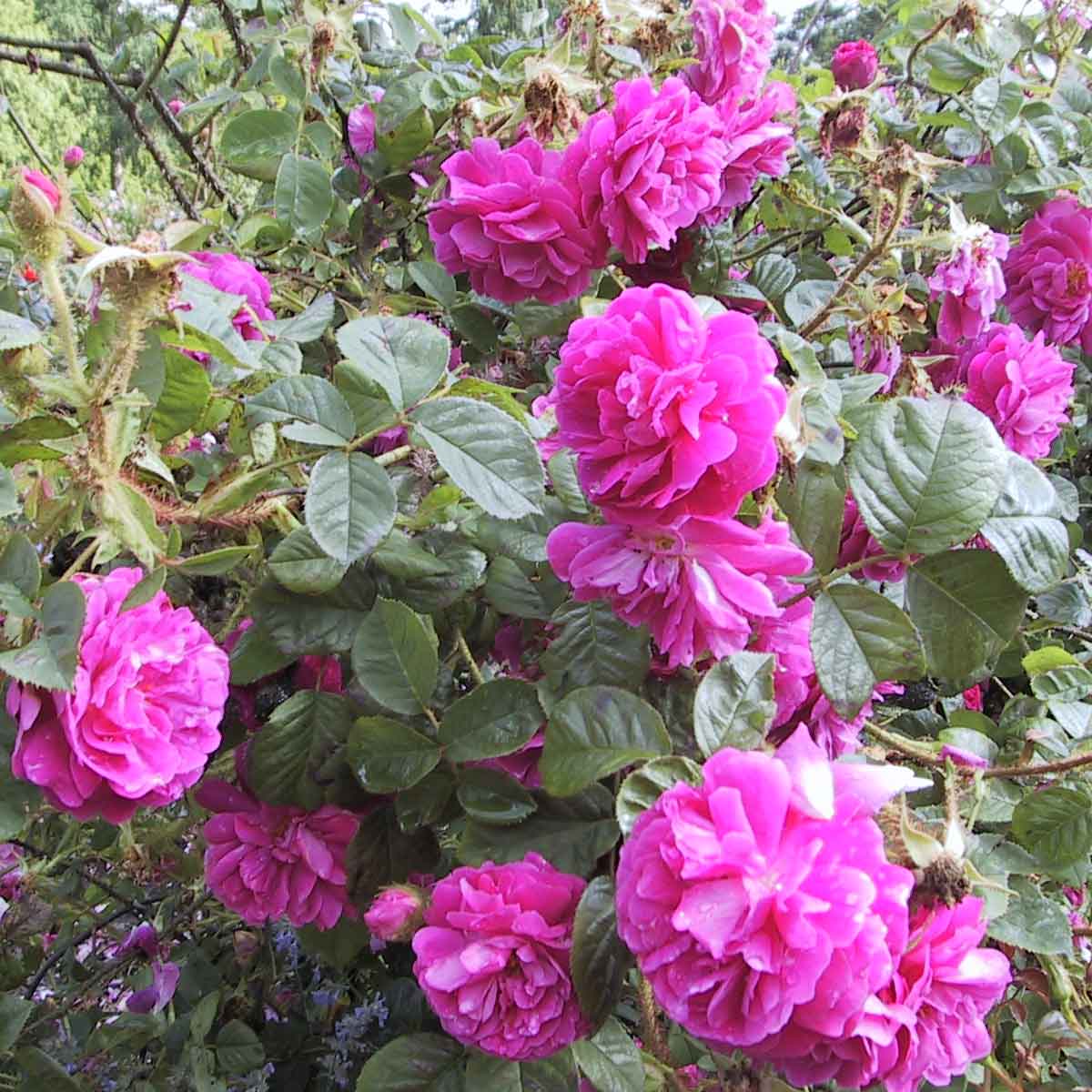 Mosrose - Rose 'Henri Martin'