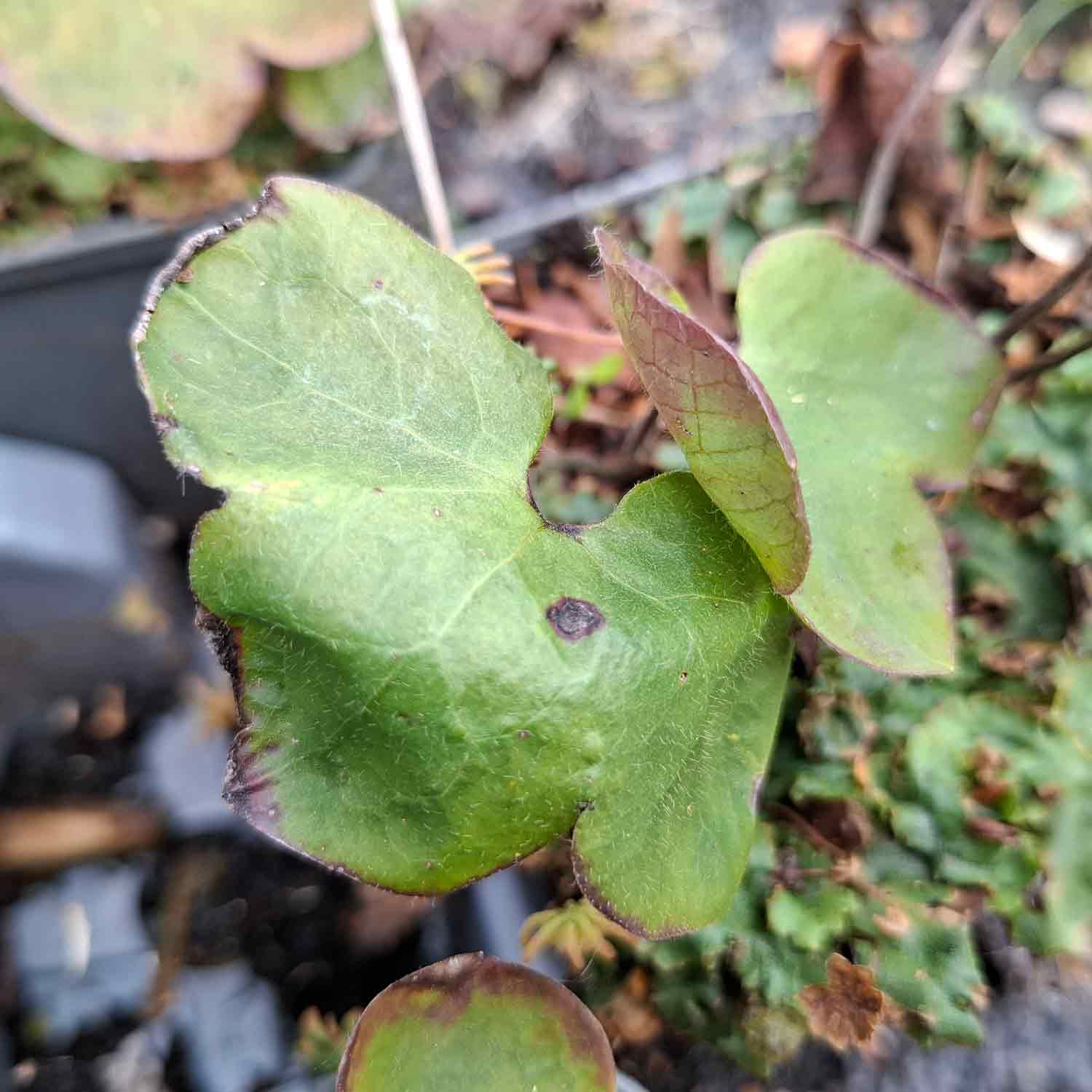 Hepatica nobilis P9