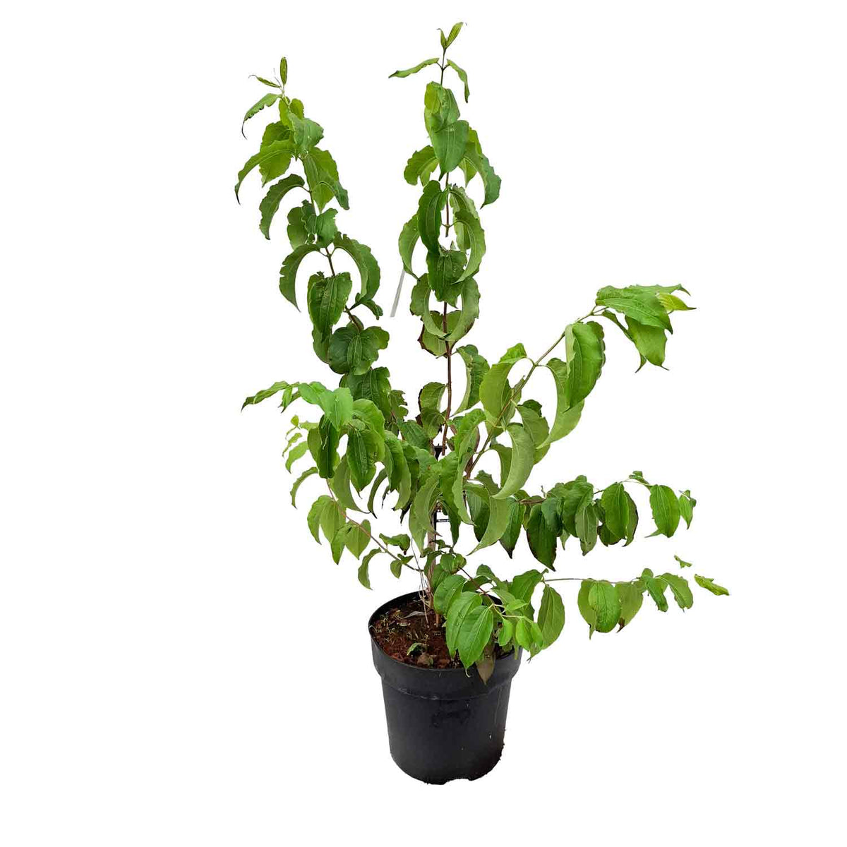 Heptacodium miconioides 60-80 C5